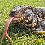 H2H 2024 Welcomes Winston the Tegu